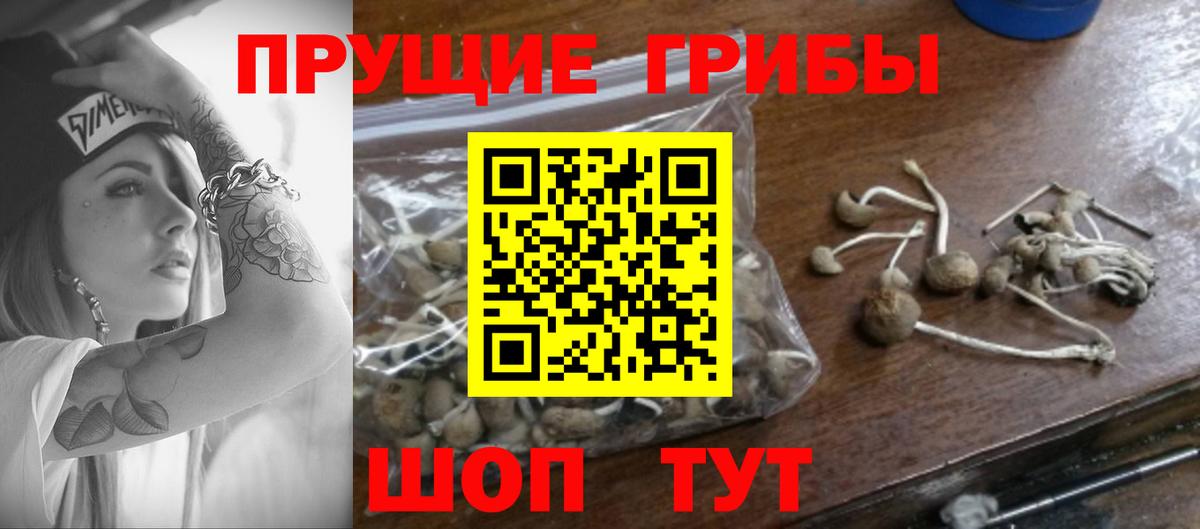 Галлюциногенные грибы Psilocybe Краснодар